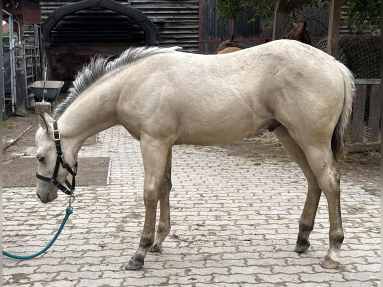 American Paint Horse Étalon Poulain (05/2025) 145 cm Buckskin in Liebenau