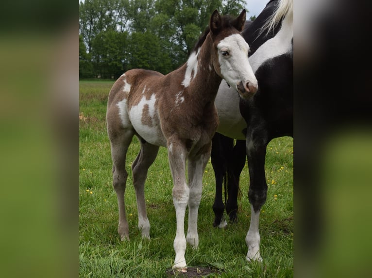 American Paint Horse Étalon Poulain (04/2025) 150 cm Overo-toutes couleurs in Neustadt Dosse