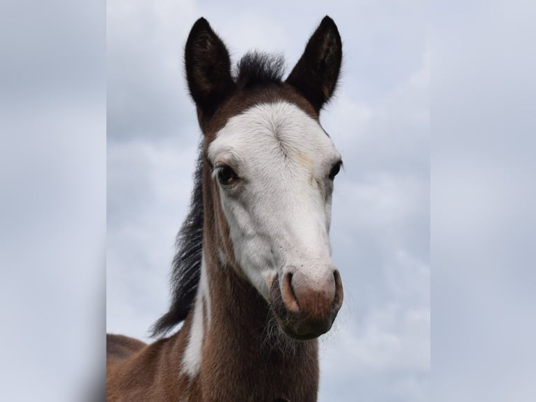 American Paint Horse Étalon Poulain (04/2025) 150 cm Overo-toutes couleurs in Neustadt Dosse