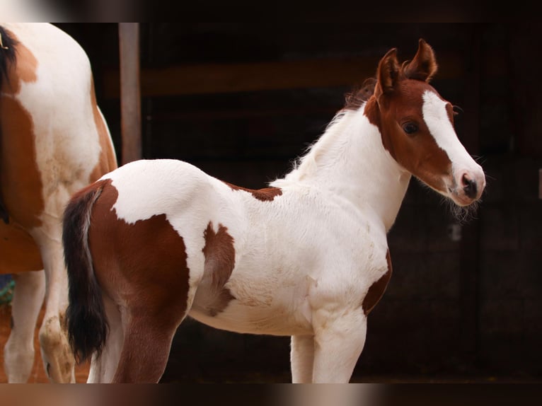 American Paint Horse Étalon Poulain (05/2026) 150 cm Tobiano-toutes couleurs in Ludwigsburg