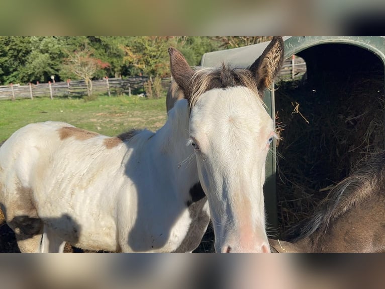 American Paint Horse Étalon Poulain (05/2025) 152 cm Grullo in Opi