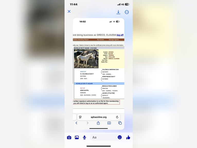 American Paint Horse Étalon Poulain (05/2025) 152 cm Grullo in Opi