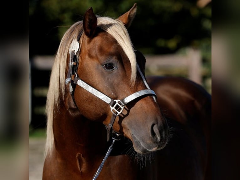 American Paint Horse Étalon Poulain (04/2026) 153 cm Buckskin in Rödinghausen