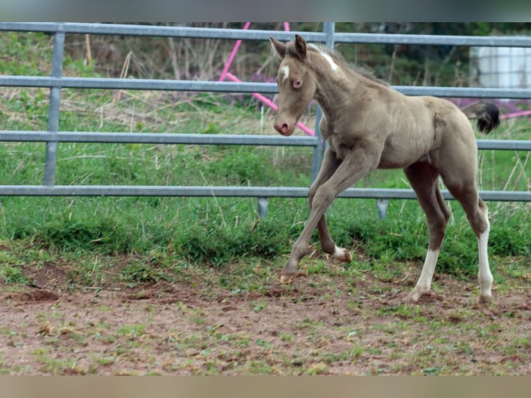 American Paint Horse Étalon Poulain (04/2025) 153 cm Champagne in Hellenthal