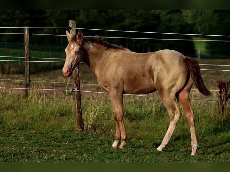 American Paint Horse Étalon Poulain (04/2025) 153 cm Champagne in Hellenthal