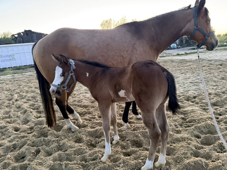 American Paint Horse Étalon Poulain (03/2026) 153 cm  in Mönchhagen