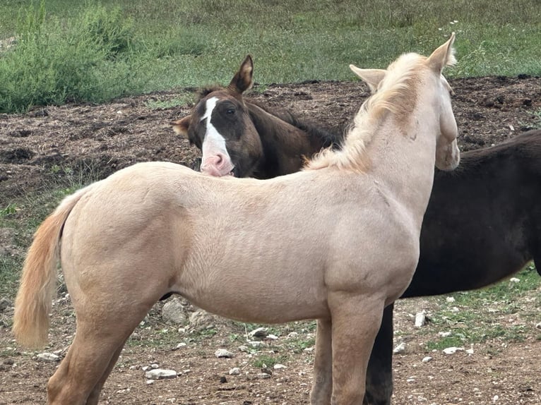 American Paint Horse Étalon Poulain (06/2026) 154 cm Noir in Cansano