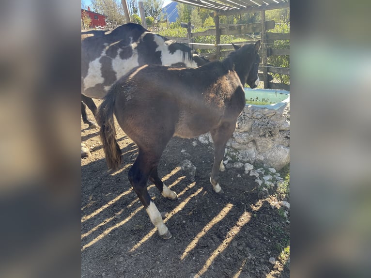 American Paint Horse Étalon Poulain (06/2026) 154 cm Noir in Cansano