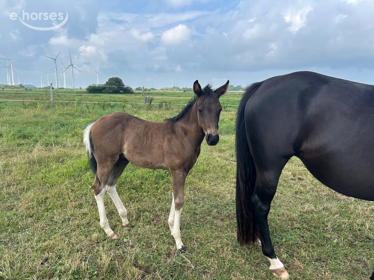 American Paint Horse Étalon Poulain (06/2026) 154 cm Noir in Ochtersum