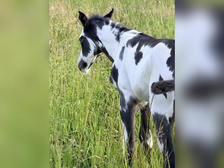 American Paint Horse Croisé Étalon Poulain (01/2026) 155 cm Overo-toutes couleurs in Marlow