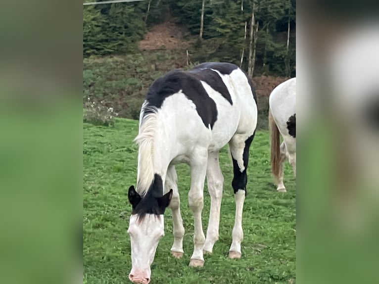 American Paint Horse Étalon Poulain (03/2025) 155 cm Overo-toutes couleurs in Goulles