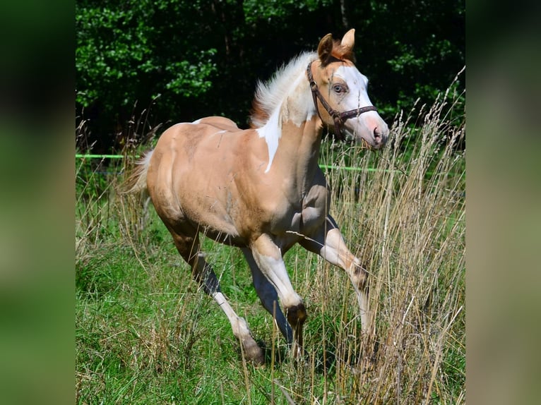 American Paint Horse Étalon Poulain (03/2025) 155 cm Pinto in Obertaufkirchen