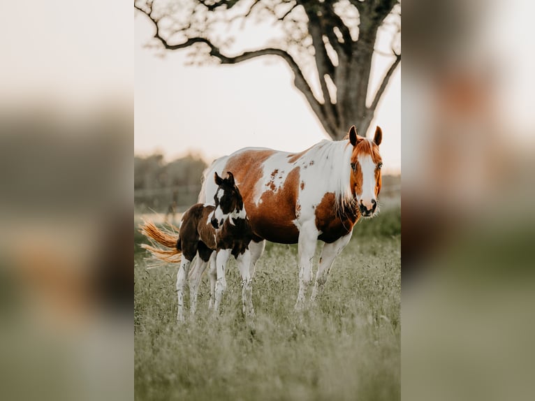American Paint Horse Étalon Poulain (05/2026) 155 cm Pinto in Waldshut-Tiengen