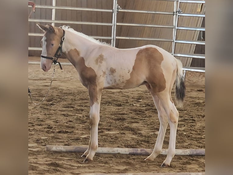 American Paint Horse Étalon Poulain (03/2026) 155 cm  in Obertaufkirchen