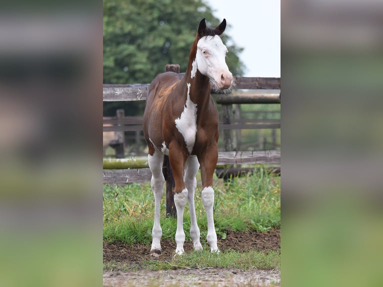 American Paint Horse Étalon Poulain (04/2025) 160 cm Overo-toutes couleurs in Dedemsvaart