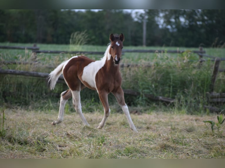 American Paint Horse Étalon Poulain (04/2026) 160 cm Tobiano-toutes couleurs in Ascheberg