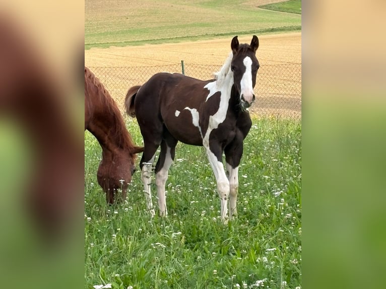 American Paint Horse Étalon Poulain (04/2025) Tobiano-toutes couleurs in Arnstorf