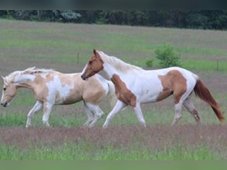 American Paint Horse Étalon Tovero-toutes couleurs in Ganzlin