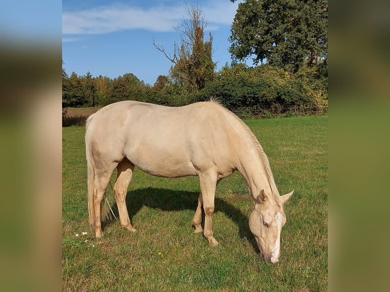 American Paint Horse Étalon Tovero-toutes couleurs in Ganzlin