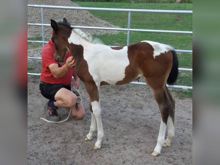 American Paint Horse Étalon Tovero-toutes couleurs in Ganzlin