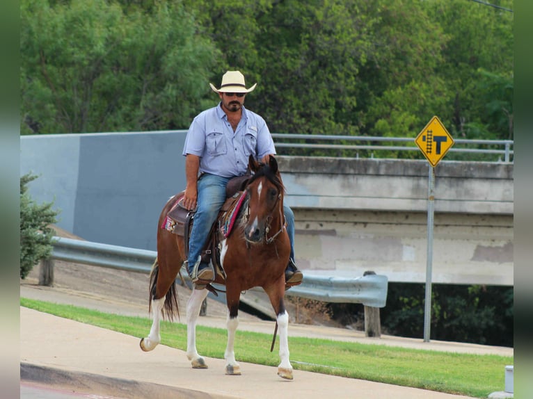 American Paint Horse Gelding 10 years 13,2 hh Tobiano-all-colors in Stephenville TX