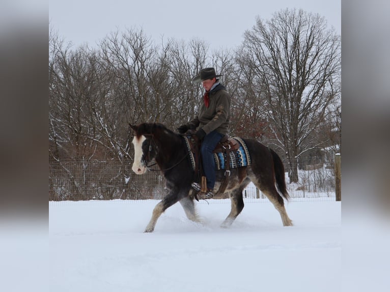 American Paint Horse Gelding 10 years 14.1 hh Roan-Blue in Howell