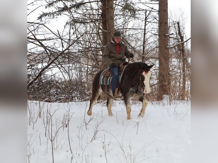 American Paint Horse Gelding 10 years 14.1 hh Roan-Blue in Howell