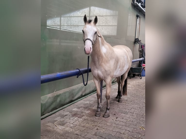 American Paint Horse Mix Gelding 10 years 14.2 hh Buckskin in Lathen