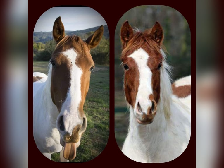 American Paint Horse Gelding 10 years 14.3 hh Tobiano-all-colors in Eschau