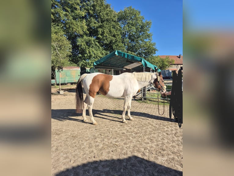 American Paint Horse Gelding 10 years 14.3 hh Tobiano-all-colors in Eschau