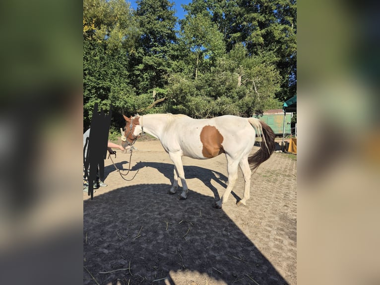 American Paint Horse Gelding 10 years 14.3 hh Tobiano-all-colors in Eschau