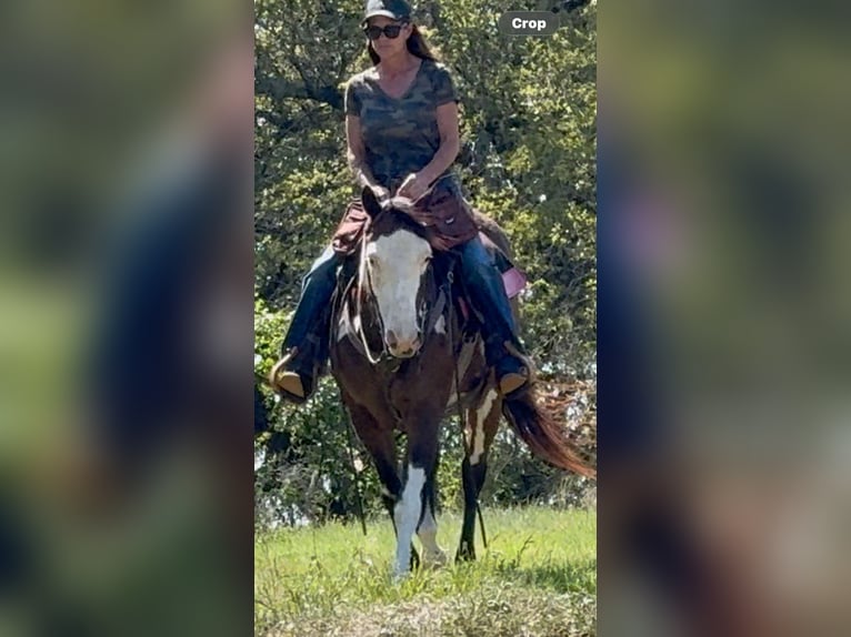 American Paint Horse Gelding 10 years 14,2 hh Bay in Weatherford