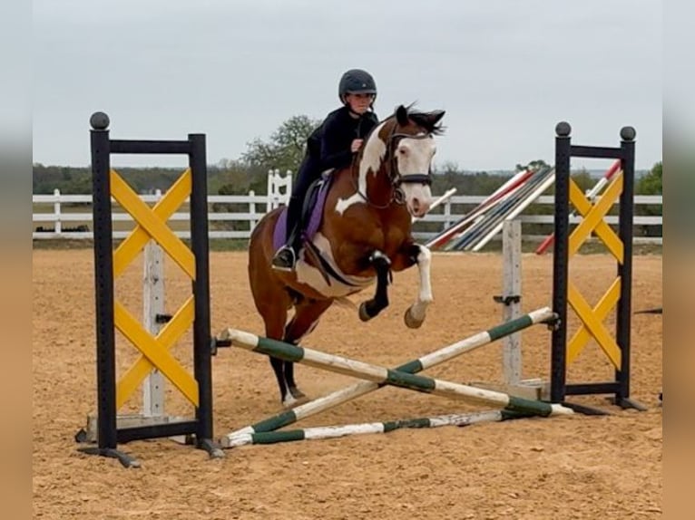 American Paint Horse Gelding 10 years 14,2 hh Bay in Weatherford