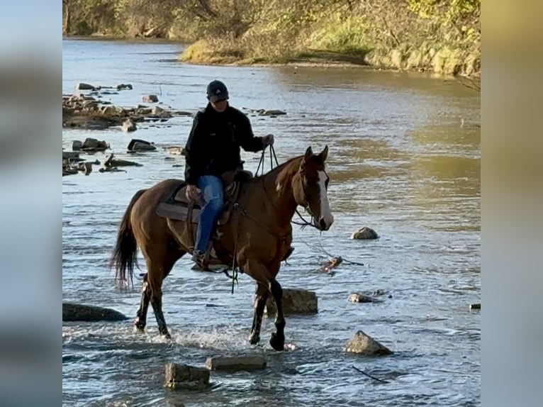 American Paint Horse Gelding 10 years 14,2 hh Dun in Dennis