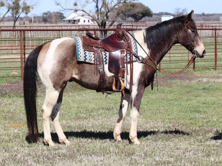American Paint Horse Gelding 10 years 15.1 hh Tobiano-all-colors in Lipan TX