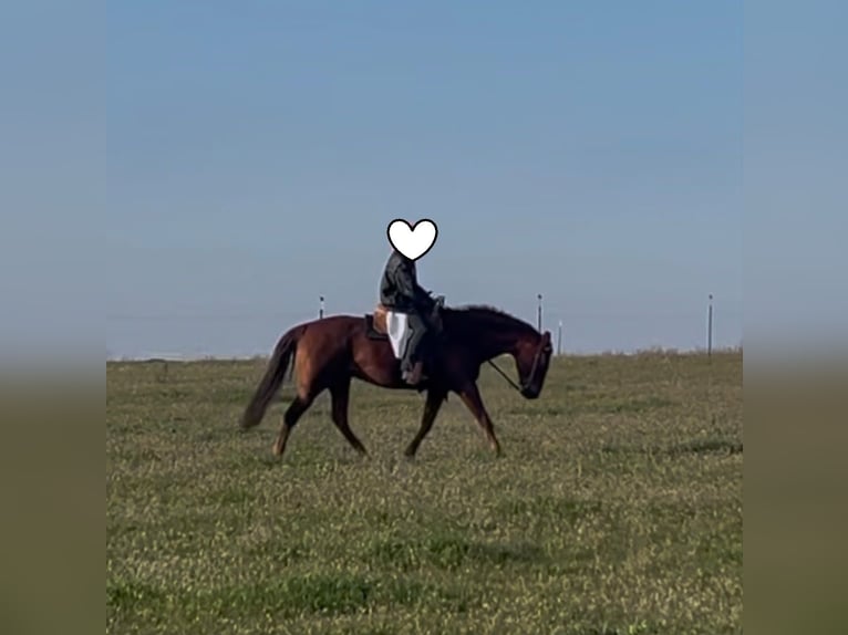 American Paint Horse Gelding 10 years 15.2 hh Chestnut-Red in Rippach