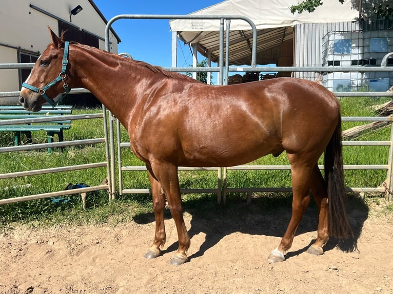 American Paint Horse Gelding 10 years 15.2 hh Chestnut-Red in Rippach