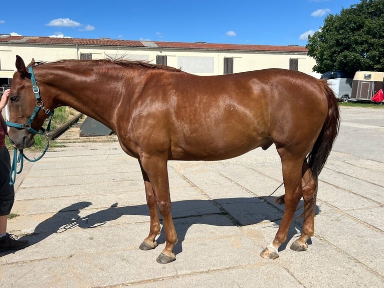 American Paint Horse Gelding 10 years 15.2 hh Chestnut-Red in Rippach
