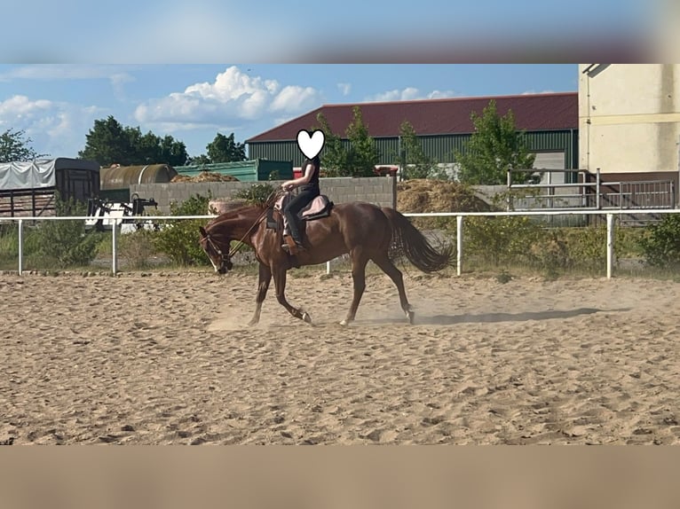 American Paint Horse Gelding 10 years 15.2 hh Chestnut-Red in Rippach