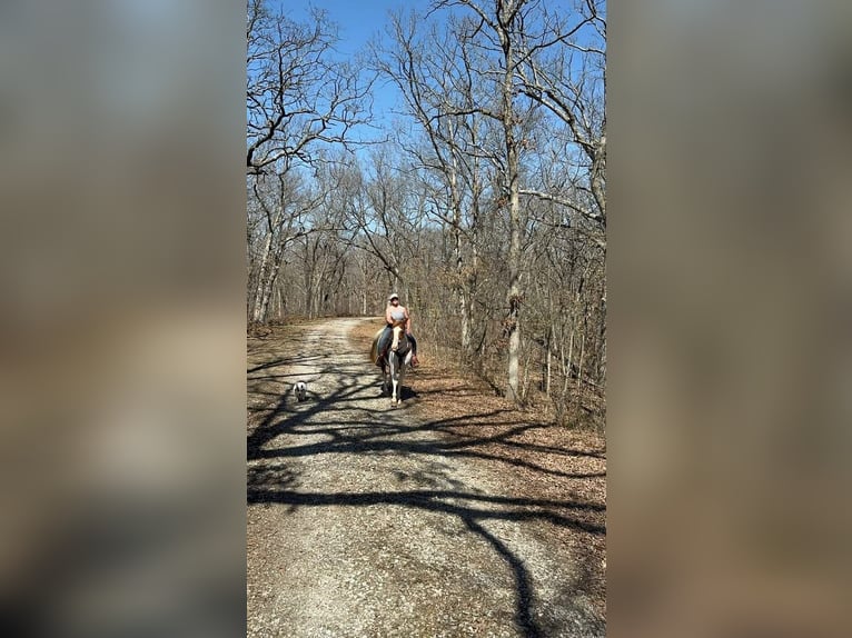 American Paint Horse Gelding 10 years 15.2 hh Tobiano-all-colors in Princeton