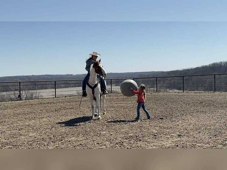 American Paint Horse Gelding 10 years 15.2 hh Tobiano-all-colors in Princeton