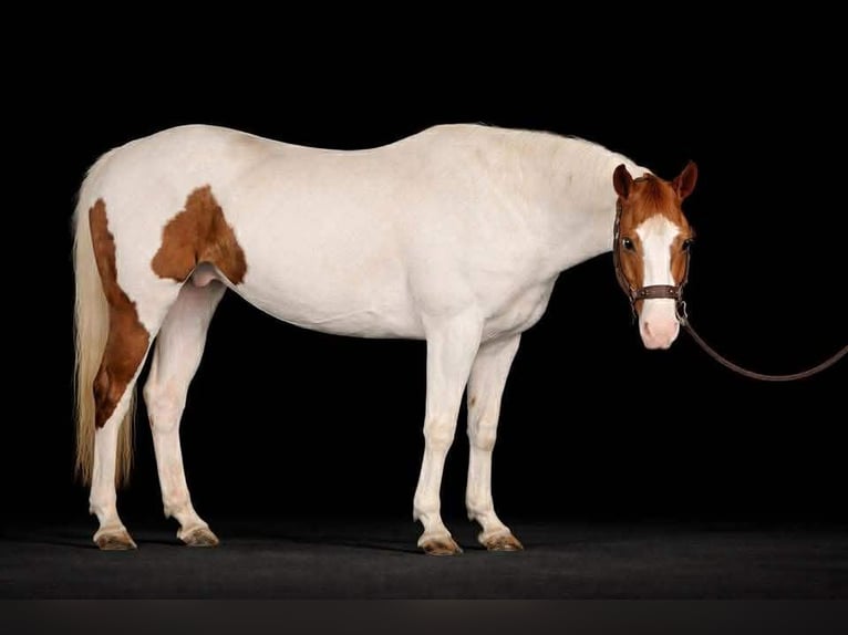 American Paint Horse Gelding 10 years 15.2 hh Tobiano-all-colors in Princeton