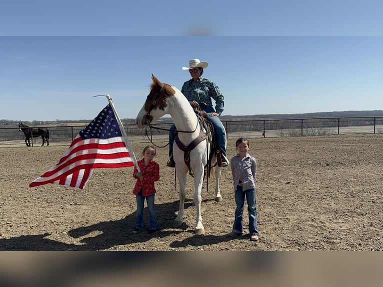 American Paint Horse Gelding 10 years 15.2 hh Tobiano-all-colors in Princeton
