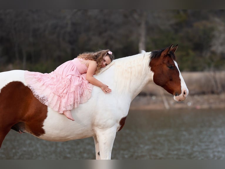 American Paint Horse Mix Gelding 10 years 15.3 hh Pinto in Forney