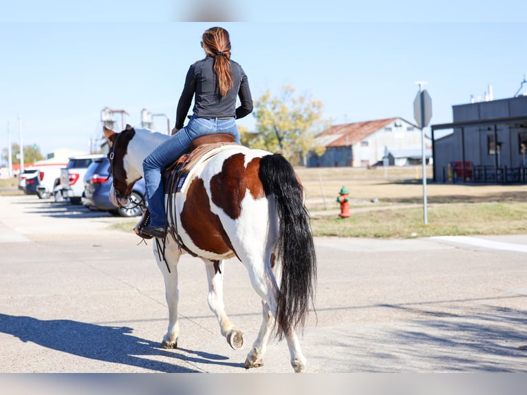 American Paint Horse Mix Gelding 10 years 15.3 hh Pinto in Forney