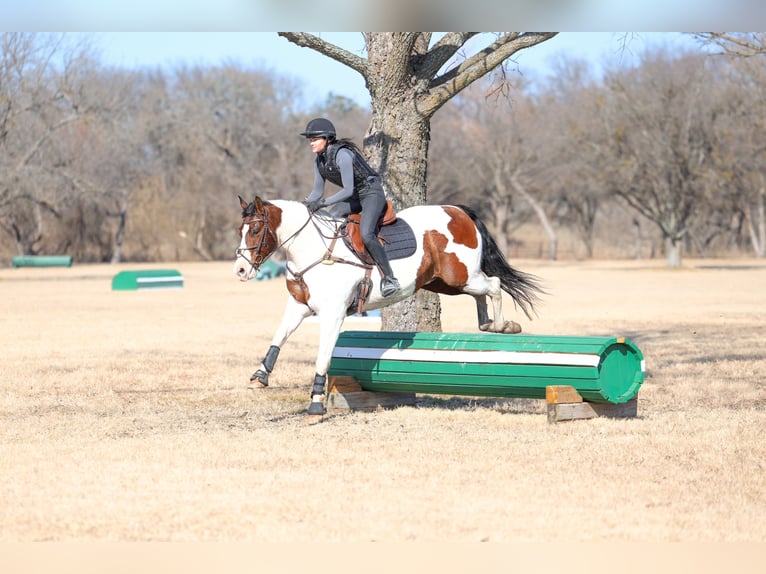 American Paint Horse Mix Gelding 10 years 15.3 hh Pinto in Forney