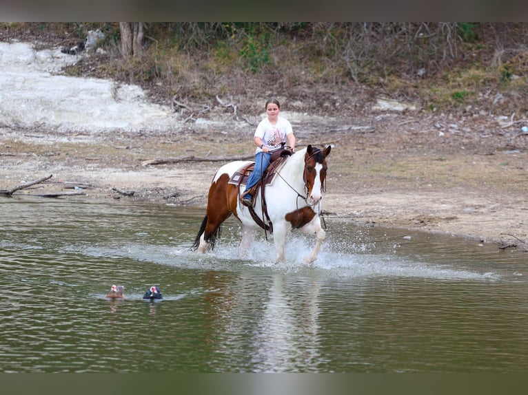 American Paint Horse Mix Gelding 10 years 15.3 hh Pinto in Forney