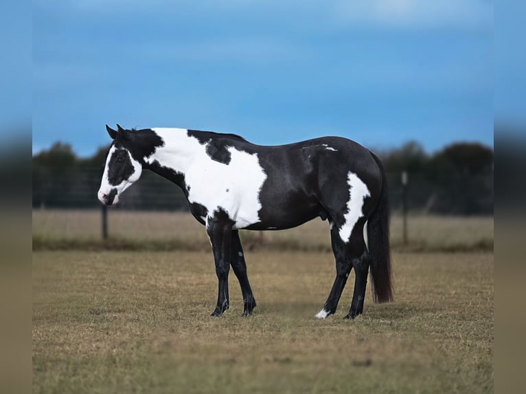 American Paint Horse Gelding 10 years 15 hh Pinto in Mount Vernon