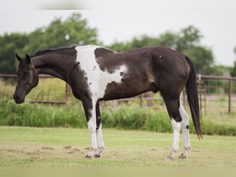 American Paint Horse Gelding 10 years 15 hh Pinto in Ravenna