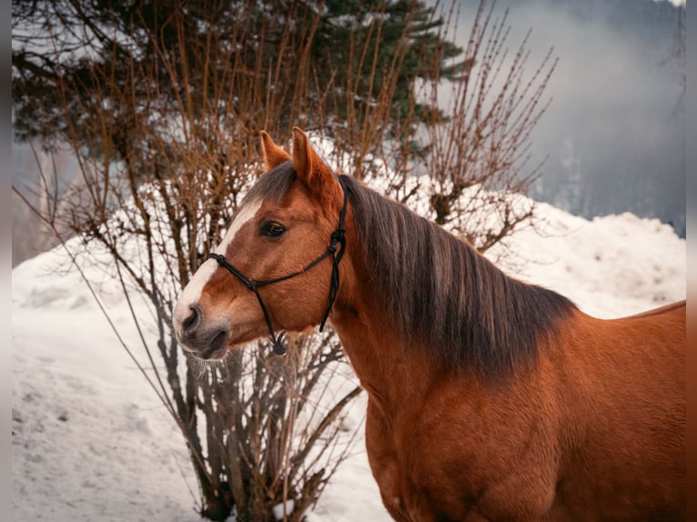 American Paint Horse Gelding 10 years 15 hh Red Dun in Thurmansbang